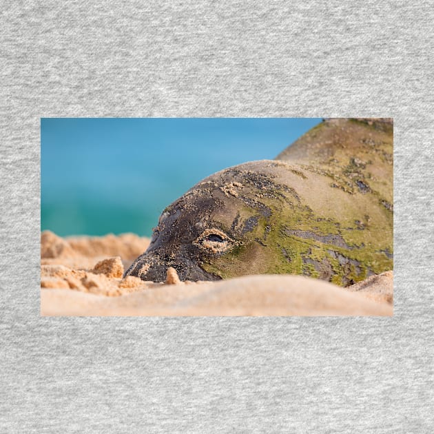 Hawaiian Monk Seal by JeffreySchwartz